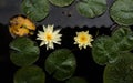 The yellow lotus in water, blue lotus in the sun Royalty Free Stock Photo